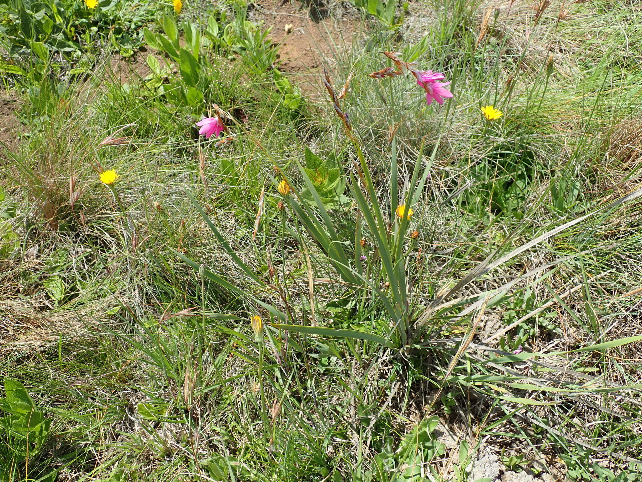 صورة Dierama cooperi N. E. Br.