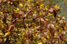 Image of Erythranthe guttata (DC.) G. L. Nesom