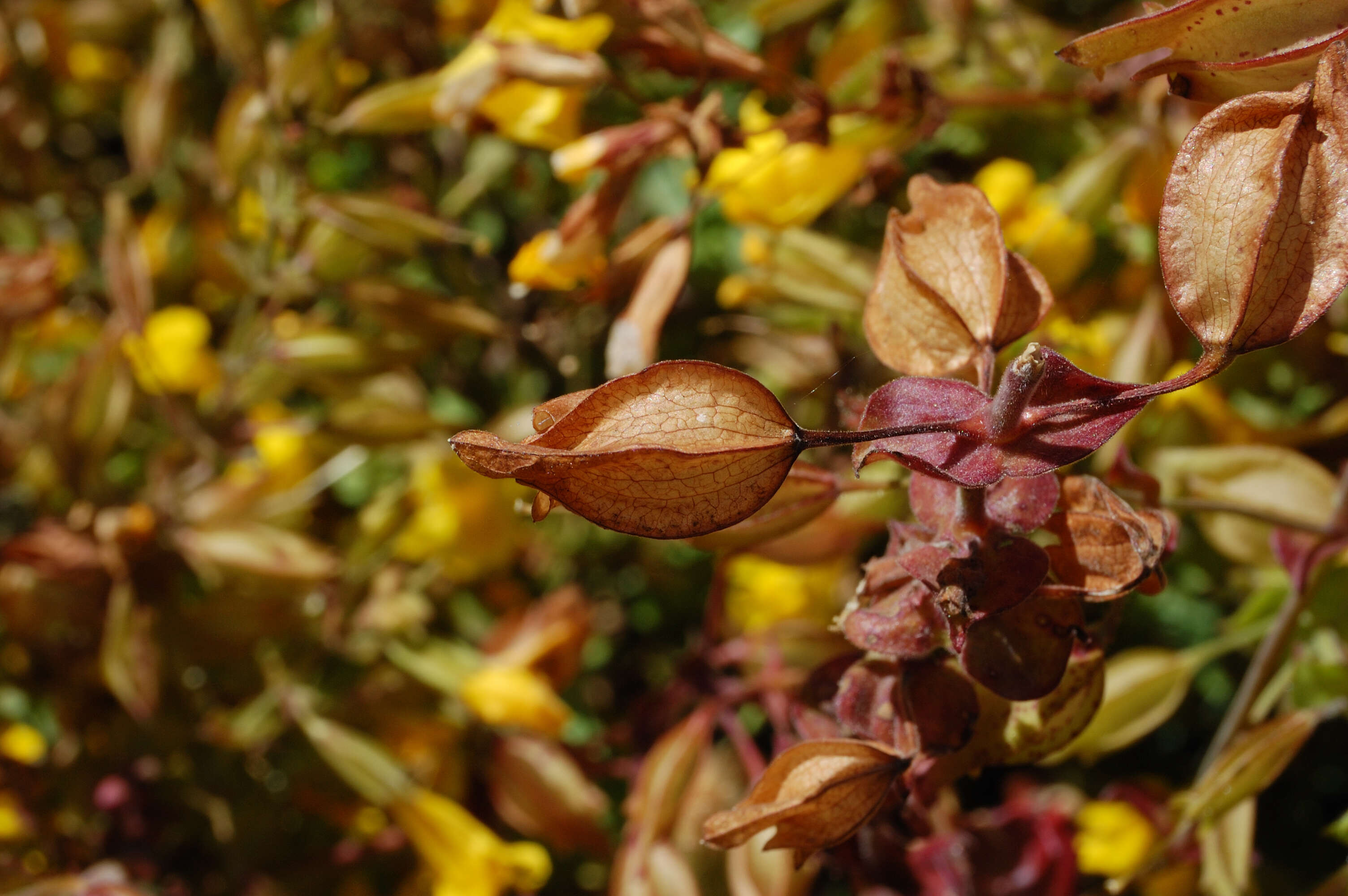 Image of Erythranthe guttata (DC.) G. L. Nesom