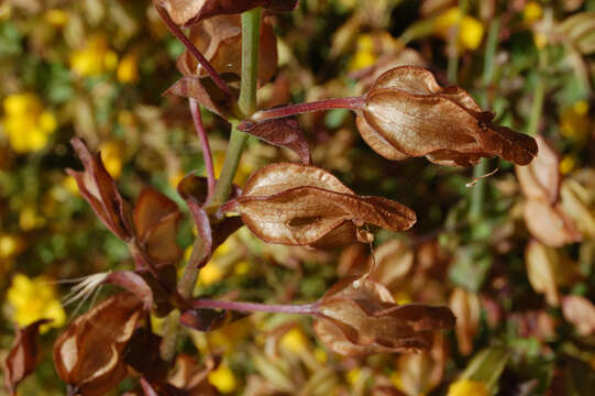 Image of Erythranthe guttata (DC.) G. L. Nesom