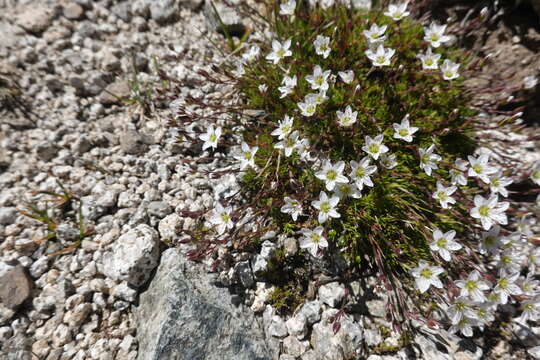 Image of Minuartia recurva (All.) Schinz & Thell.