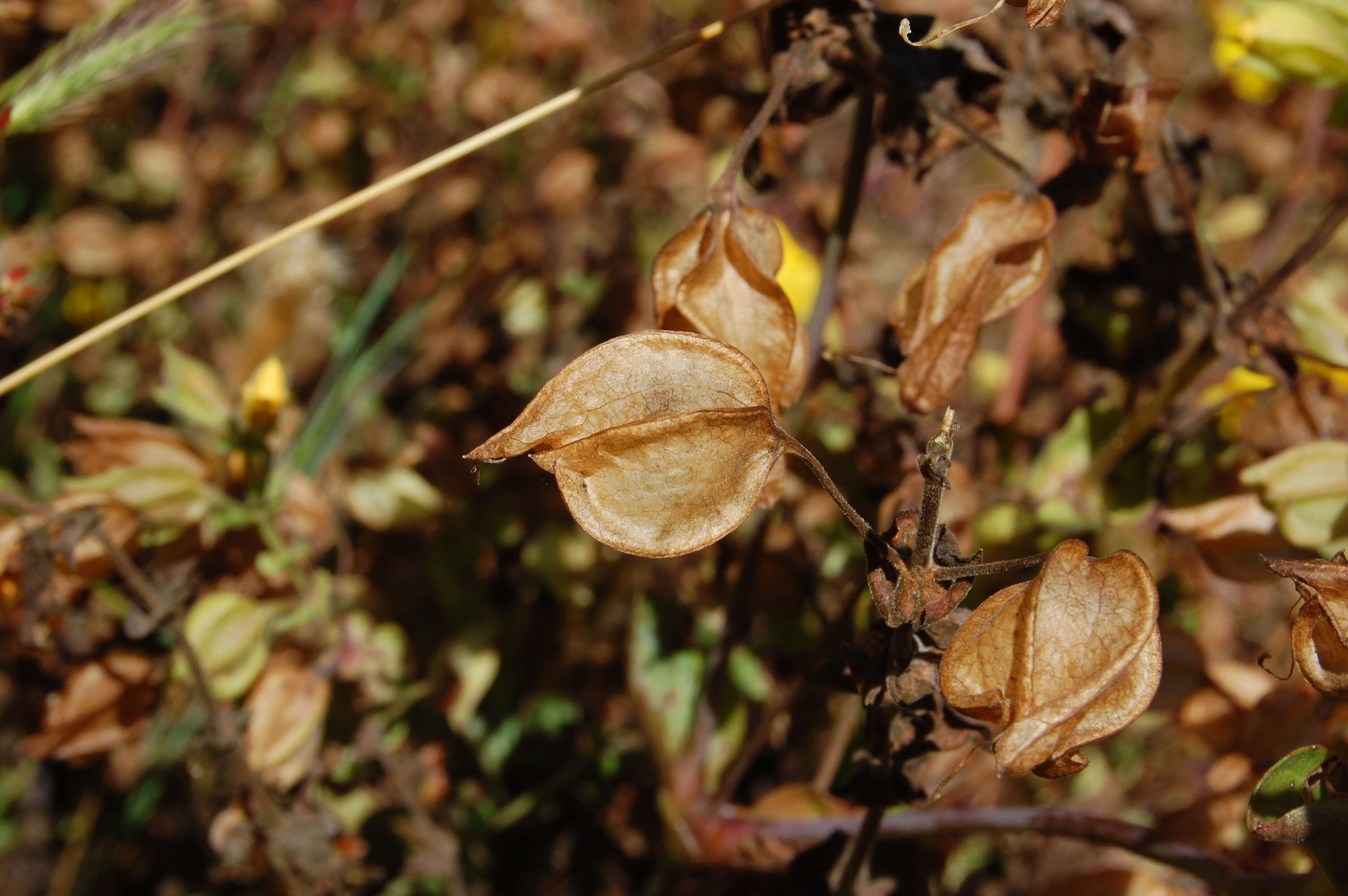 Image of Erythranthe guttata (DC.) G. L. Nesom