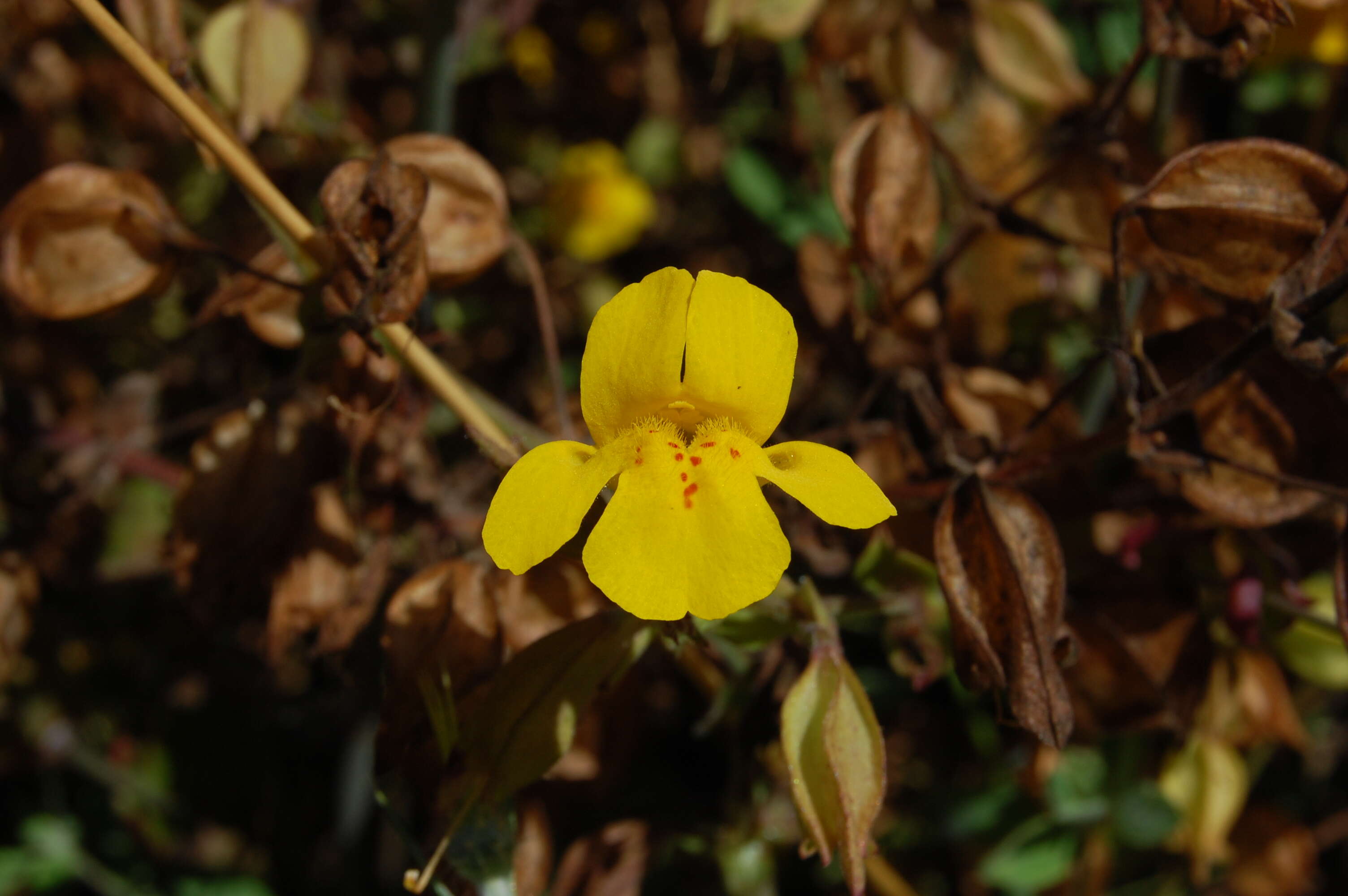 Image of Erythranthe guttata (DC.) G. L. Nesom