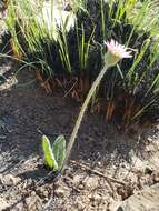 Gerbera viridifolia (DC.) Sch. Bip. resmi