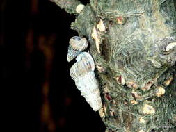 Image of truncated mangrove snail