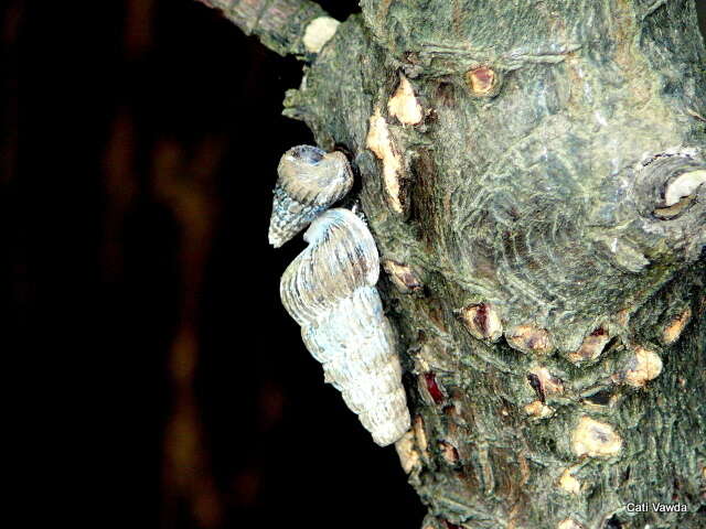 Image of truncated mangrove snail