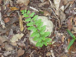 Image of Oeosporangium viride var. macrophylla (Kunze)