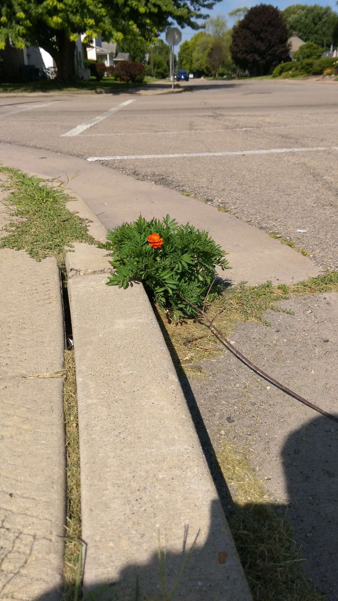 Imagem de Tagetes erecta L.