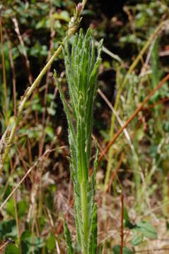 Image of grassy tarweed