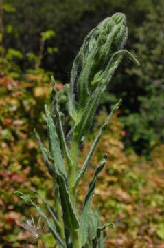 Image of grassy tarweed