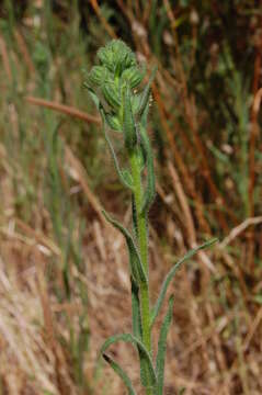 Image of grassy tarweed