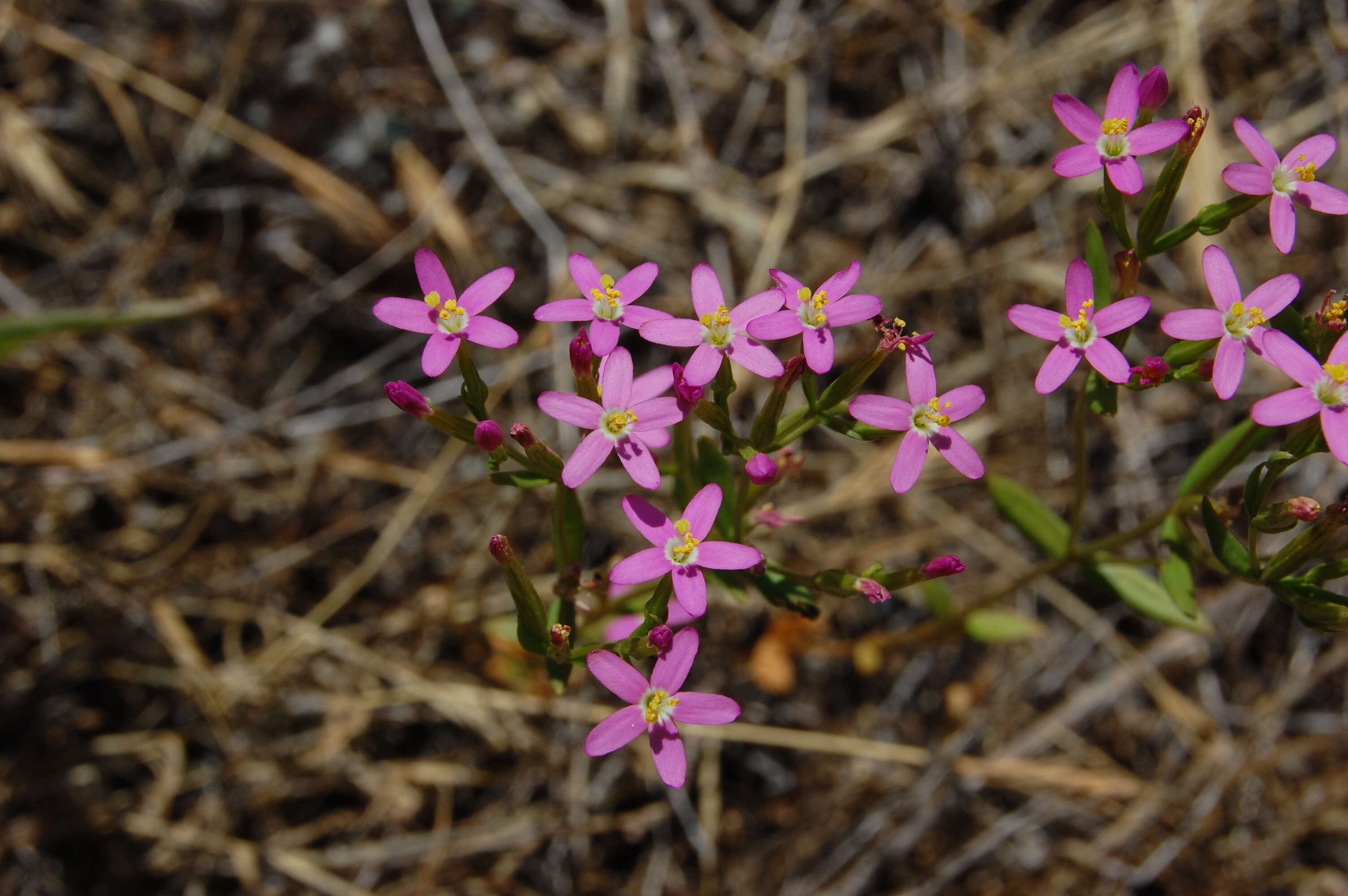 Image of slender phlox