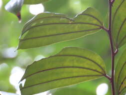 Image of Ziziphus elegans Wall.