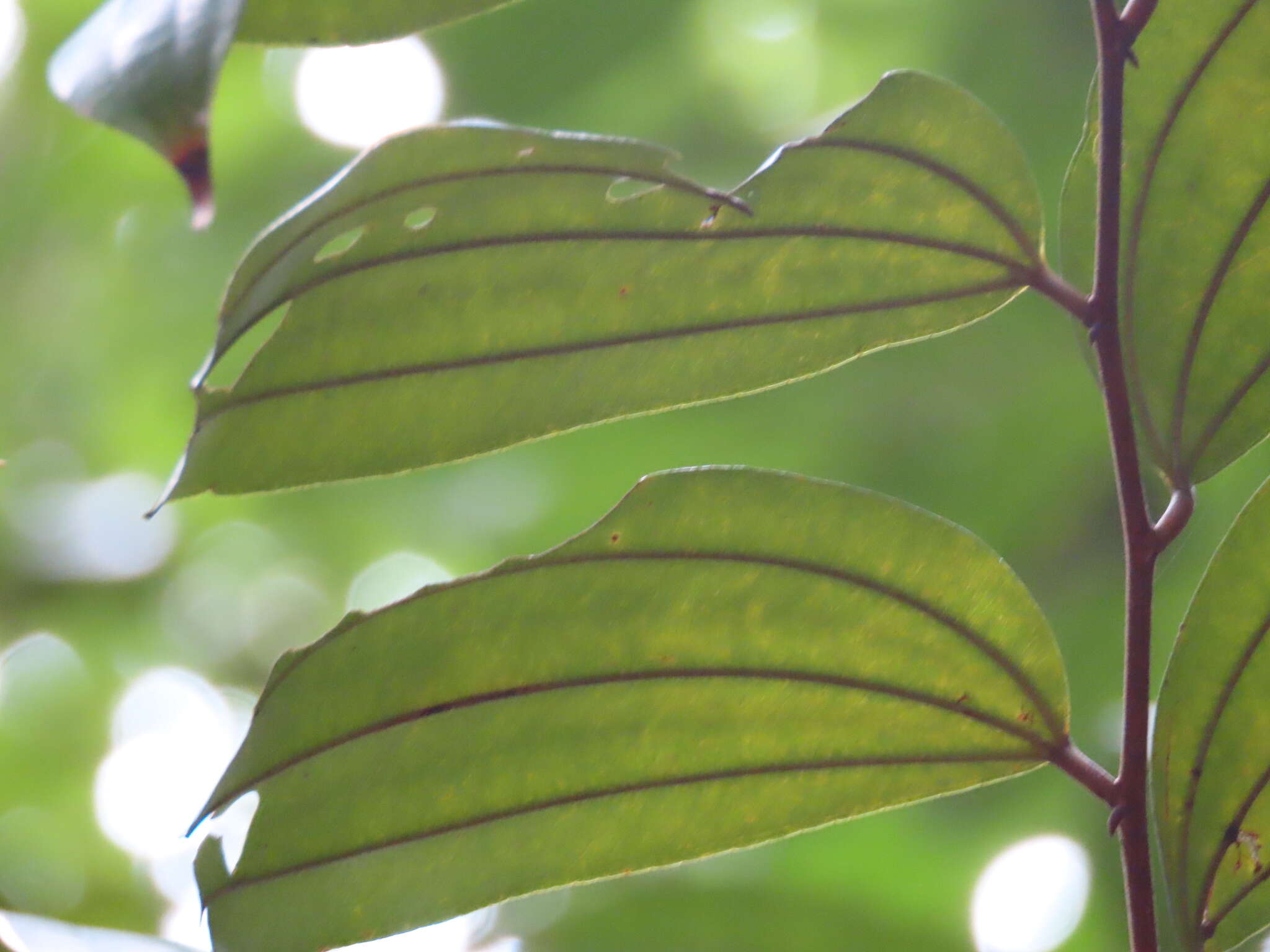 Ziziphus elegans Wall. resmi