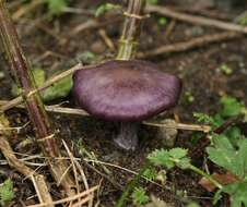 Image of Cortinarius violaceus (L.) Gray 1821