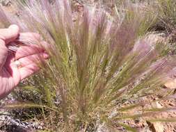 Imagem de Elymus elymoides (Raf.) Swezey