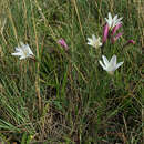 Gladiolus trichonemifolius Ker Gawl. resmi