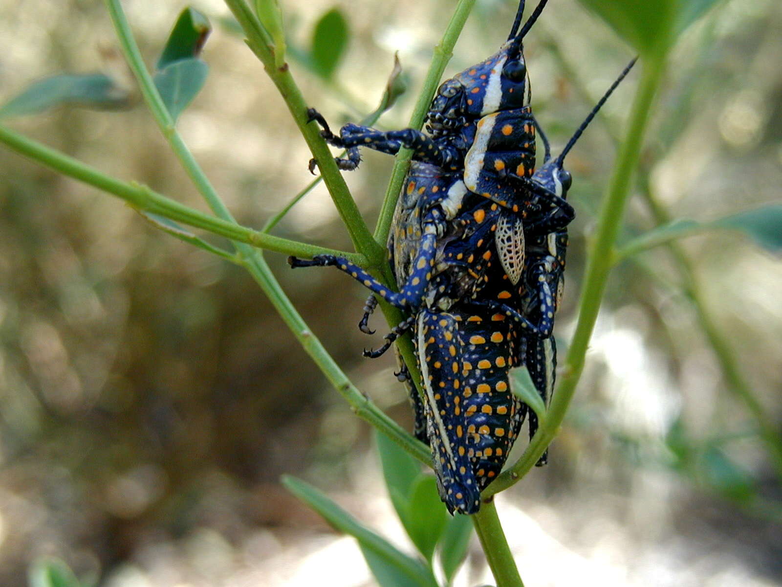 صورة Monistria pustulifera (Walker & F. 1871)