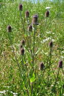 Image of Dipsacus fullonum