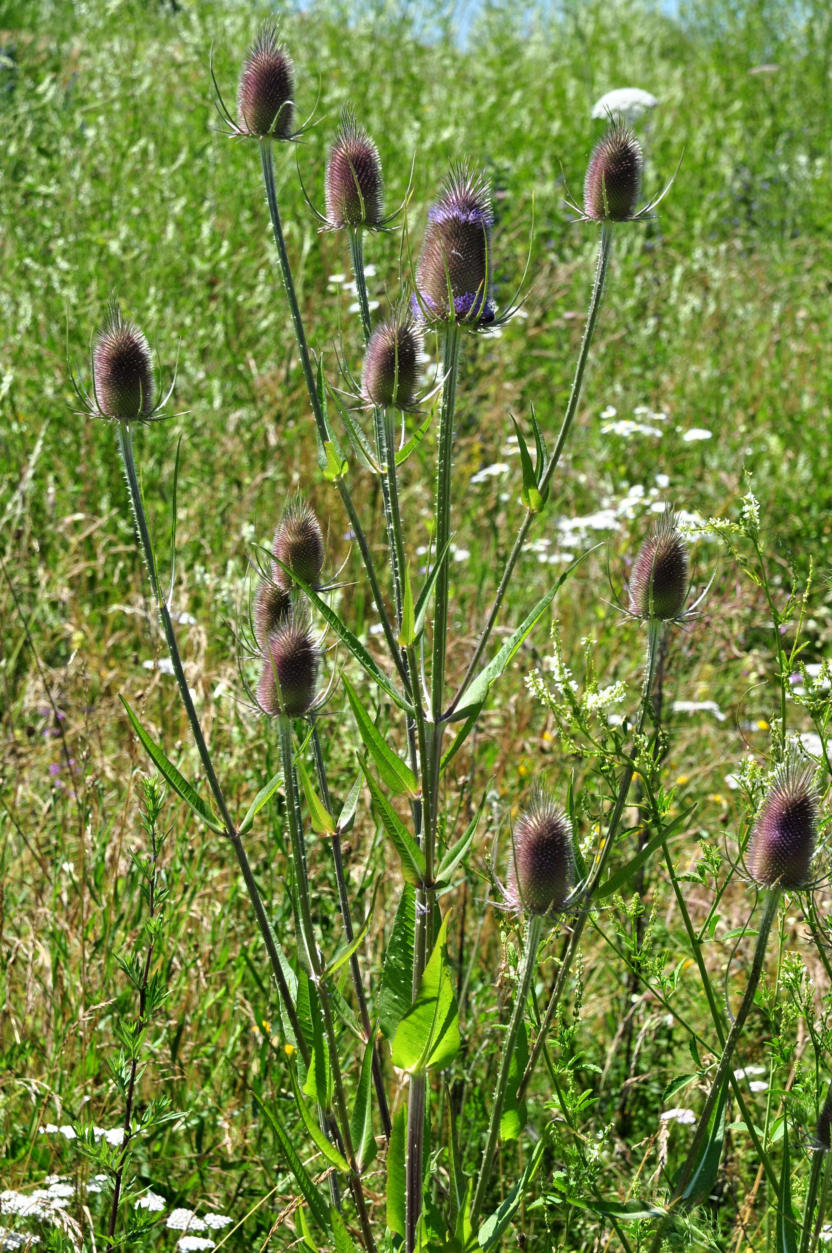 Image of Dipsacus fullonum