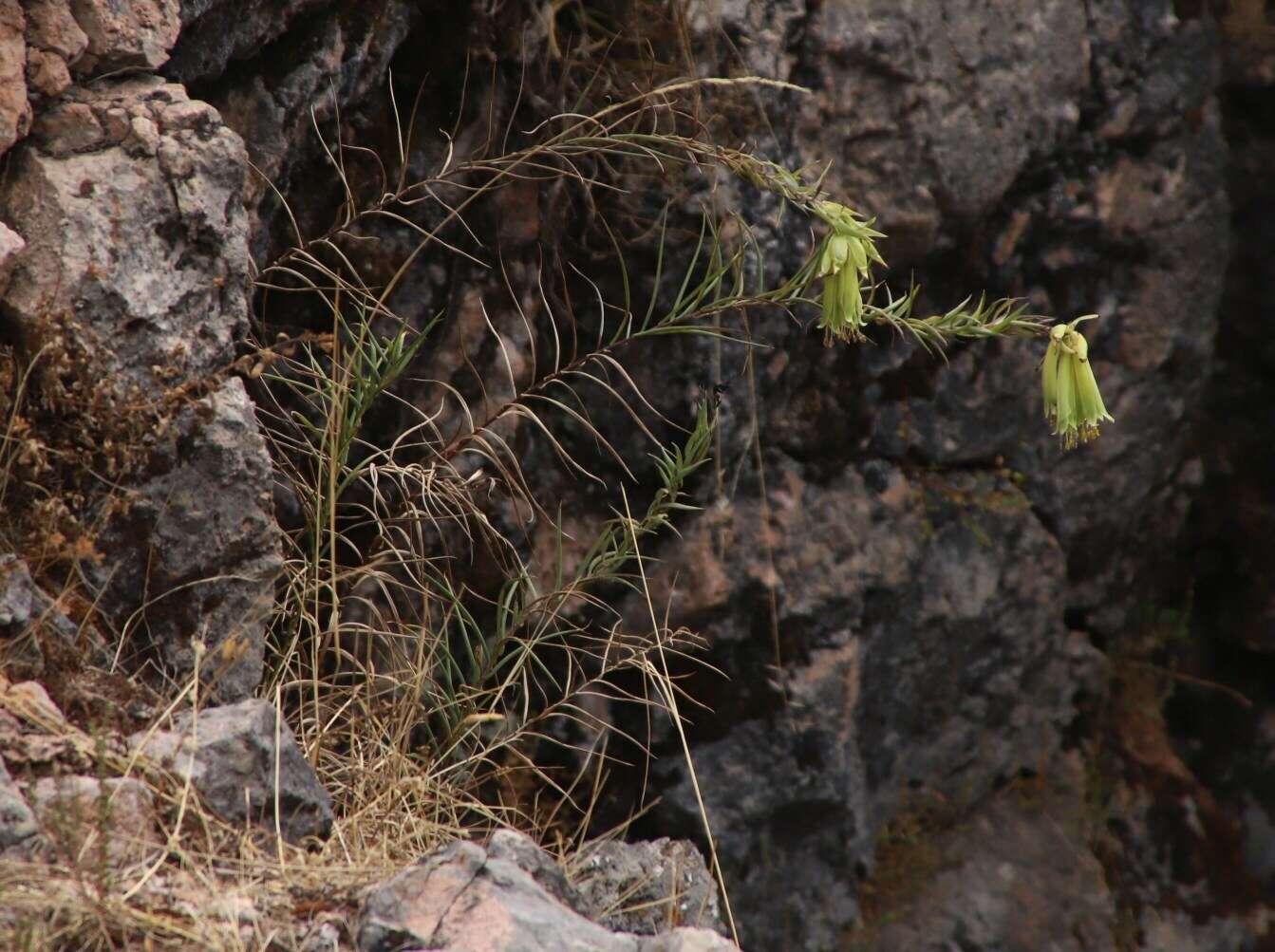 Image of Bomarea involucrosa (Herb.) Baker