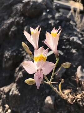 Image of Alstroemeria angustifolia Herb.