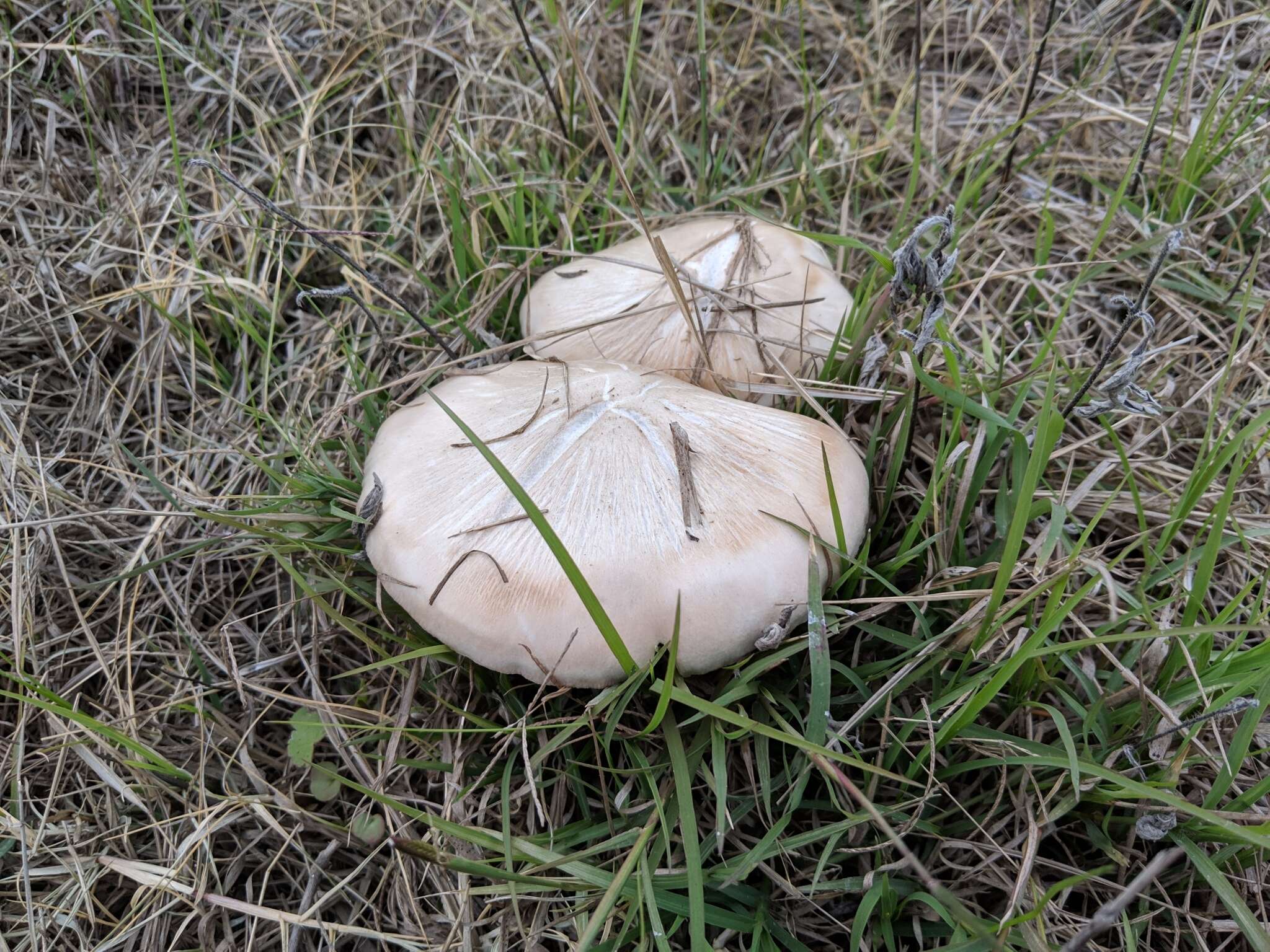 Слика од Pluteus petasatus (Fr.) Gillet 1876