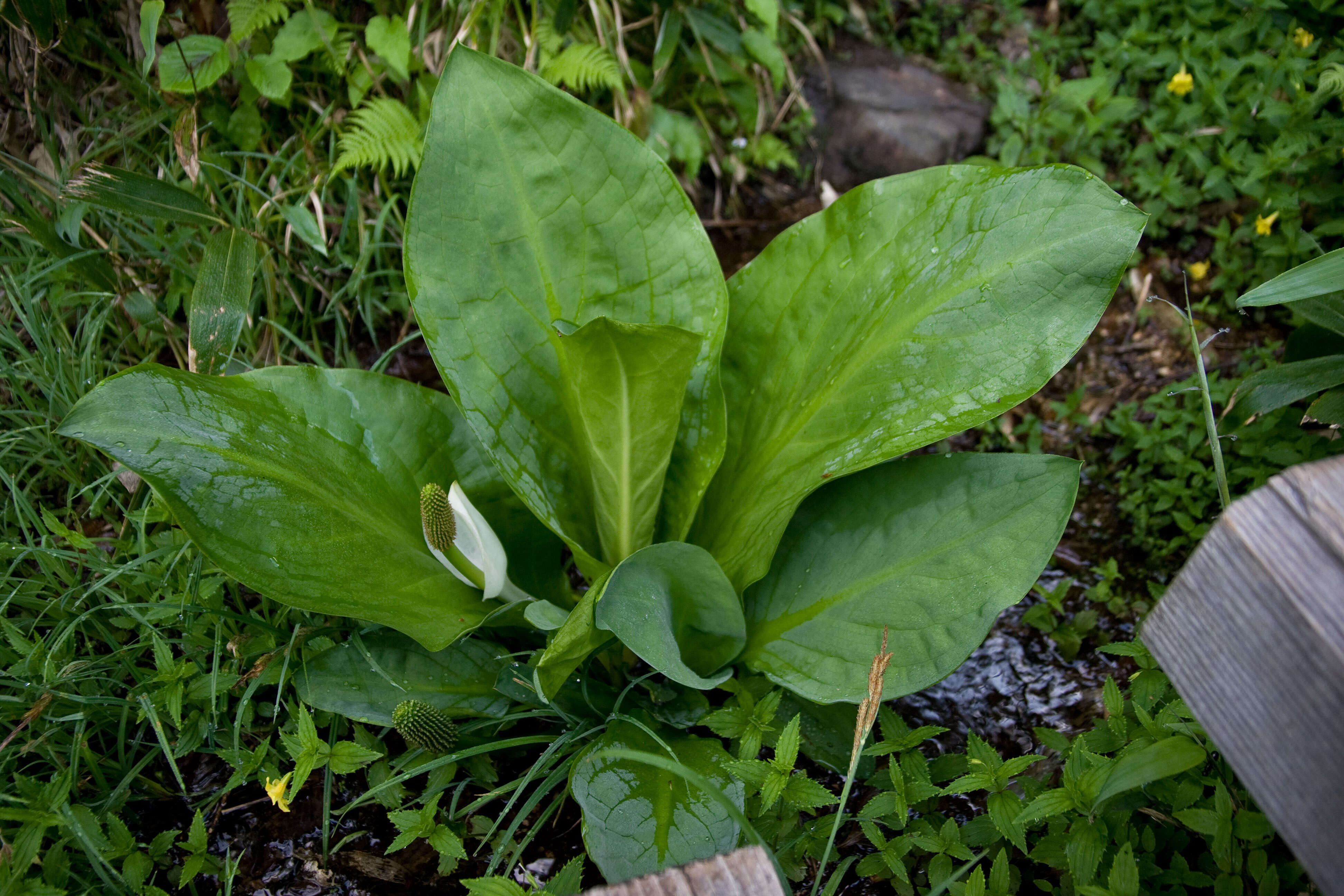 Image of Lysichiton camtschatcensis (L.) Schott