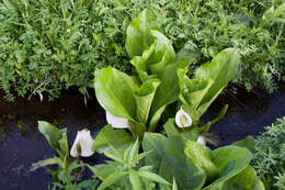 Image of Lysichiton camtschatcensis (L.) Schott