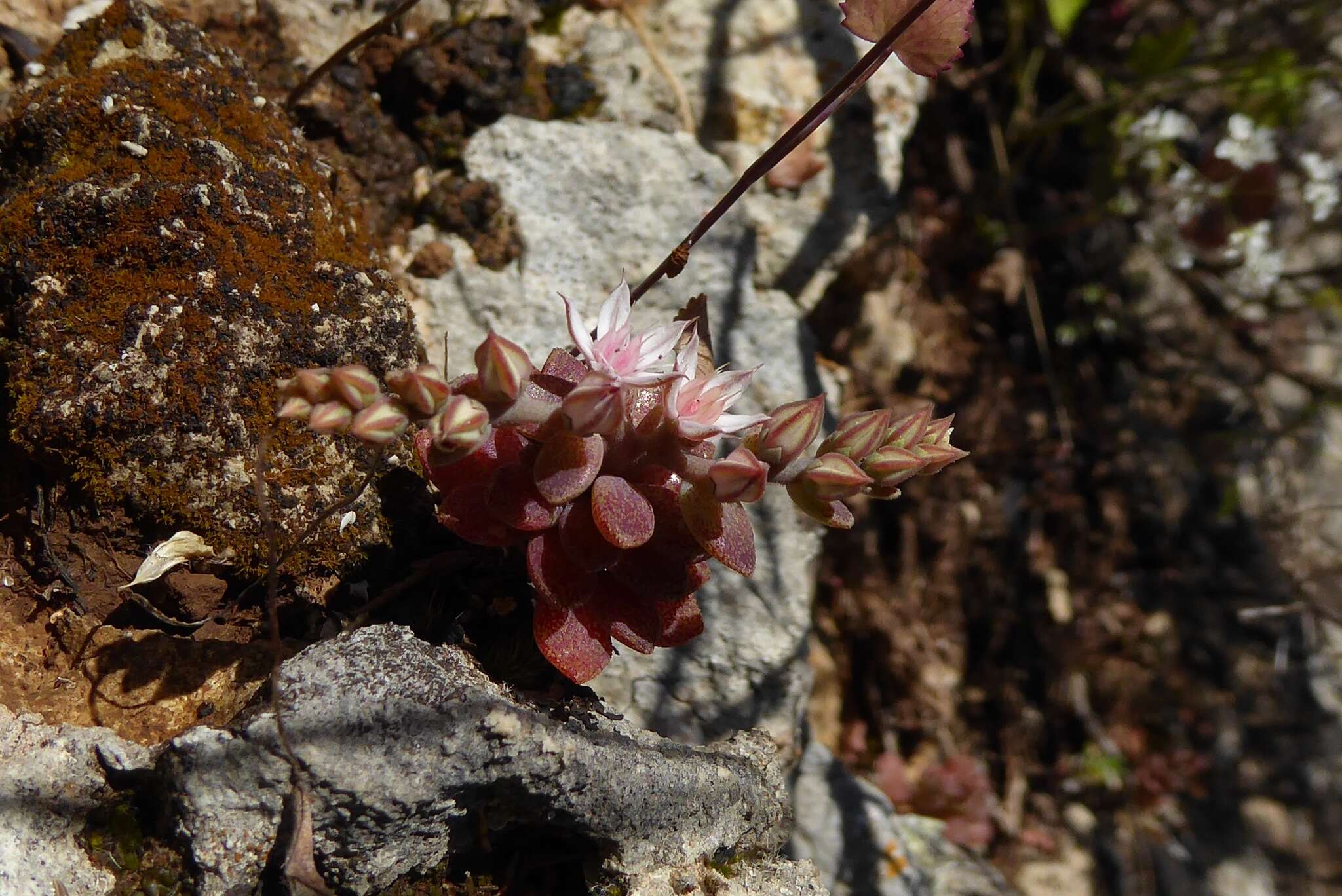 Sivun Sedum eriocarpum subsp. spathulifolium 't Hart kuva