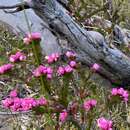 Image of Boronia serrulata Sm.