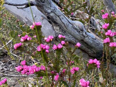 Image of Australian Native Rose