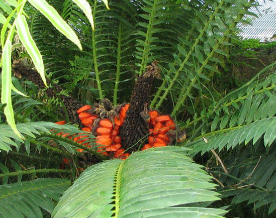 Image of Lebombo cycad