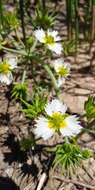 Image of California damsonium