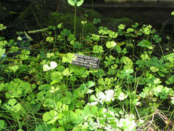 Plancia ëd Marsilea quadrifolia L.