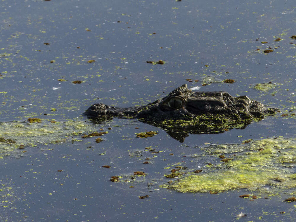 Image of Broad-snouted Caiman