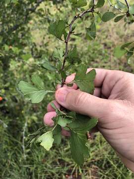 Crataegus lassa Beadle resmi