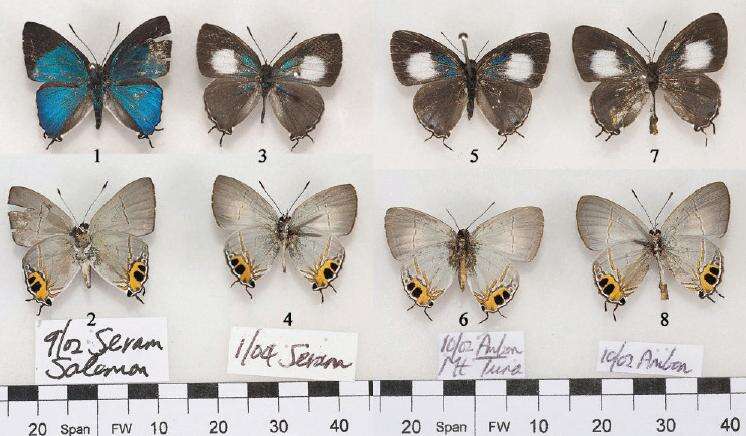 Слика од Hypolycaena asahi