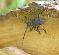 Image de Morimus funereus Mulsant 1862