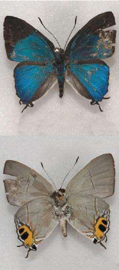 Слика од Hypolycaena asahi