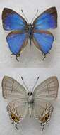 Image of Hypolycaena shirozui