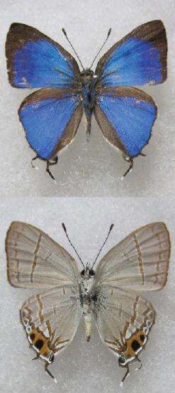 Image of Hypolycaena shirozui