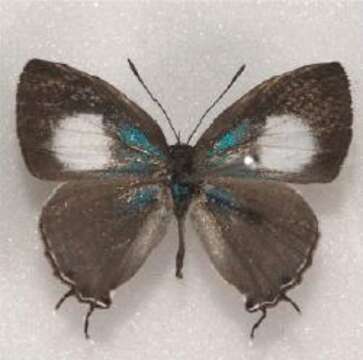 Слика од Hypolycaena asahi