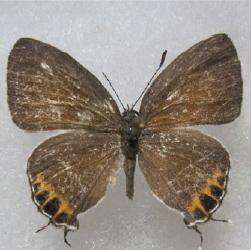 Image of Hypolycaena shirozui