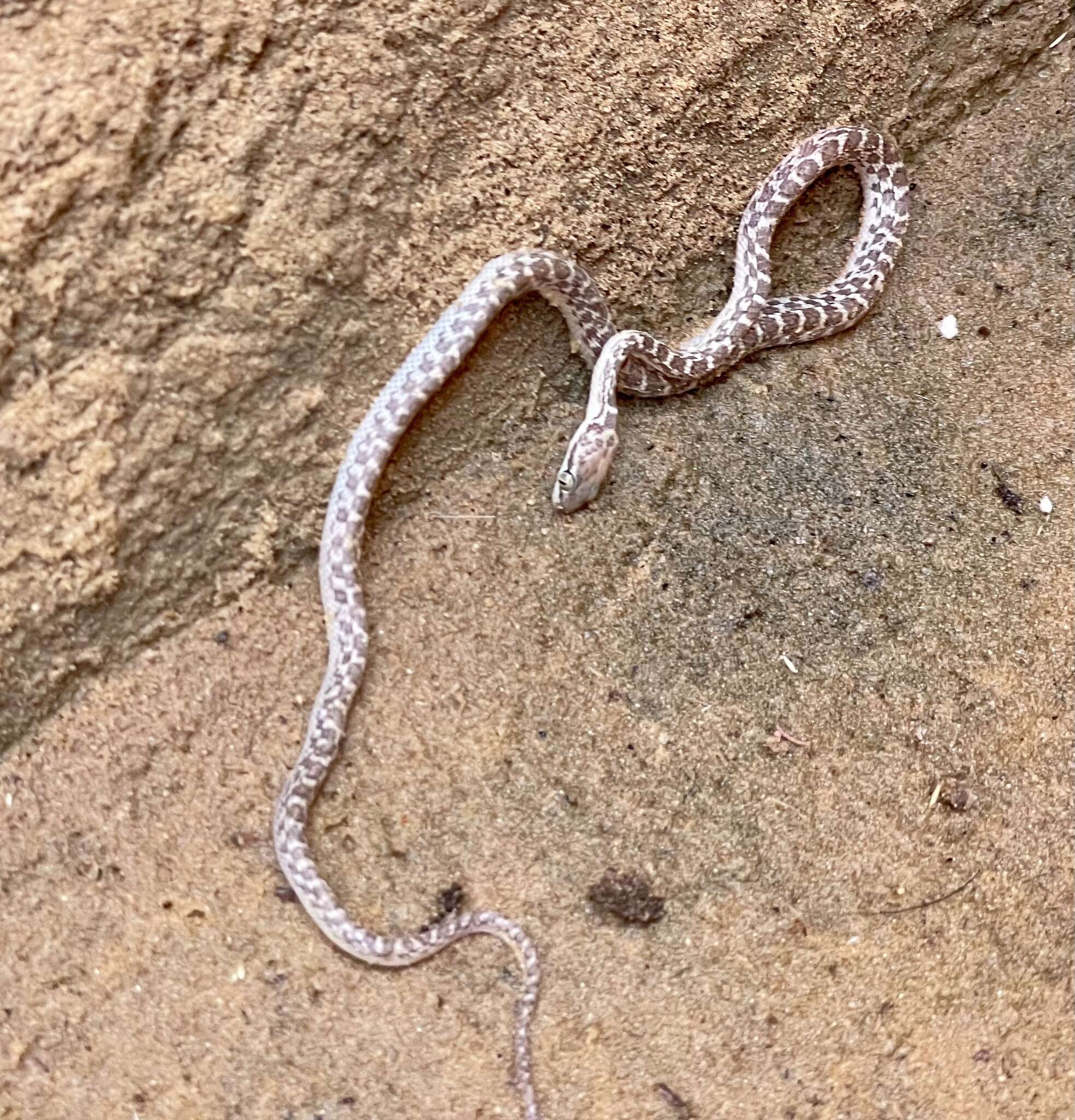 Image of Israeli Catsnake