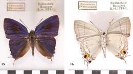 Image of Hypolycaena erylus (Godart 1823)