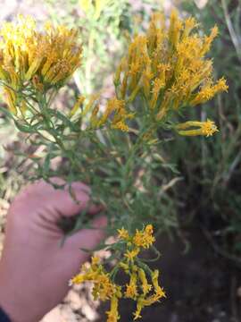 Слика од Chrysothamnus viscidiflorus (Hook.) Nutt.