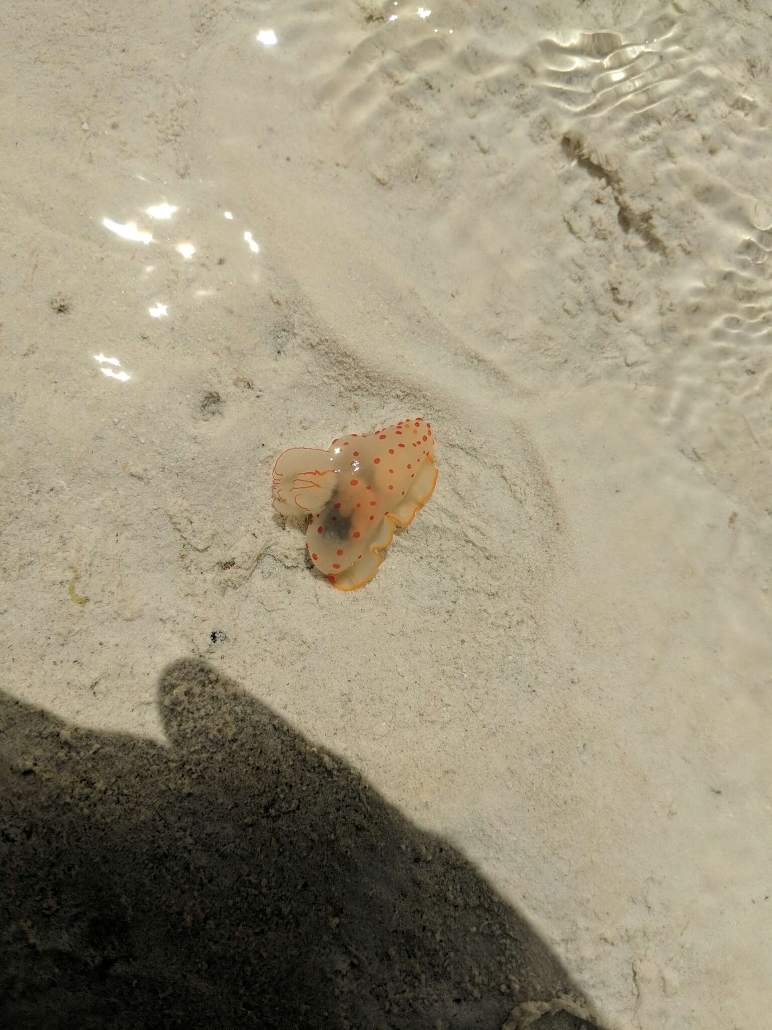 Image of Red spotted transluscent slug