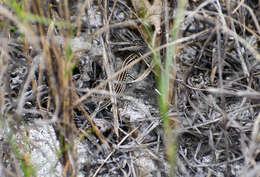 Image of Bocourt's Ameiva