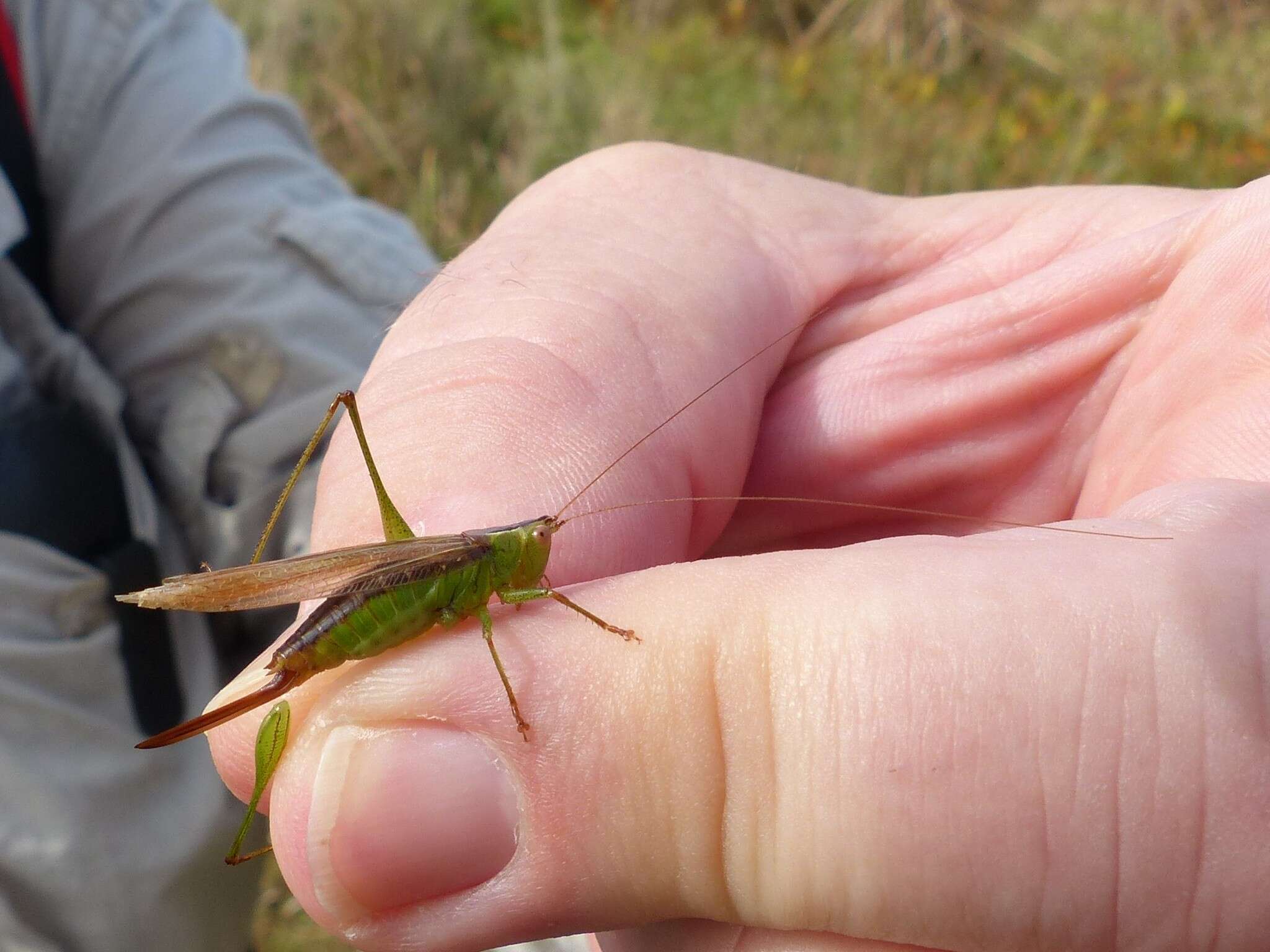 Слика од Conocephalus (Anisoptera) fasciatus (De Geer 1773)